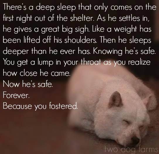 Volunteer/Foster - SAVING ONE ANIMAL WON'T CHANGE THE WORLD, BUT IT WILL  CHANGE THE WORLD FOR THAT ONE ANIMAL...