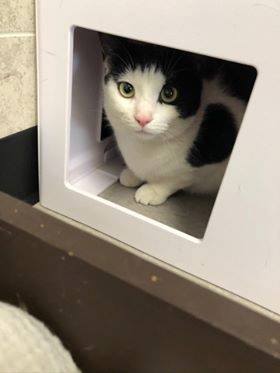 Cats For Adoption Saving One Animal Won T Change The World But